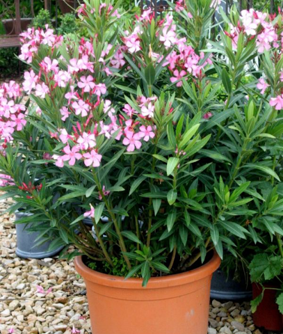 Paradise Nursery - Mecca - +966 57 014 6839