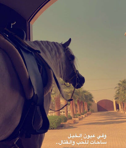 مربط القطيفان للخيل العربية الاصيلة - Al Quwarah - +966 56 088 8048