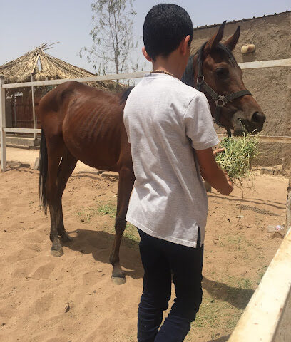 مربط الكحيل للخيل العربيه - Al Madinah Al Munawwarah -