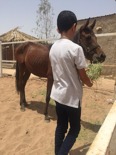 مربط الكحيل للخيل العربيه - Saudi Arabia|Al Madinah Al Munawwarah|الصادقية،|HH6P+M93
