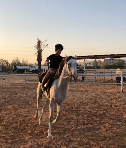 مربط المبارك - Buraydah - +966 54 535 2770