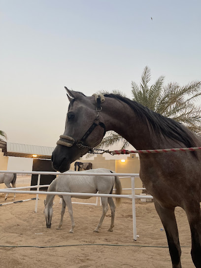 مربط ازّمل للخيل العربية الاصيّلة - Saudi Arabia|Buqayq 33264|FBPA3590، 3590|6228 حي ج27 1