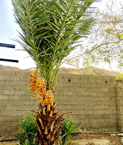 موسى مطر - قرية العيينة - +966 50 458 8569