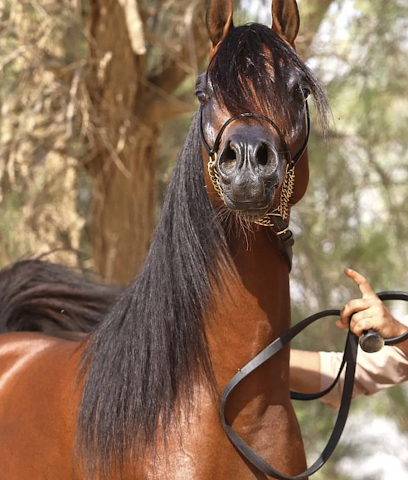 مربط الجوناء للخيل العربية الاصيلة - Sakaka - +966 53 377 1741