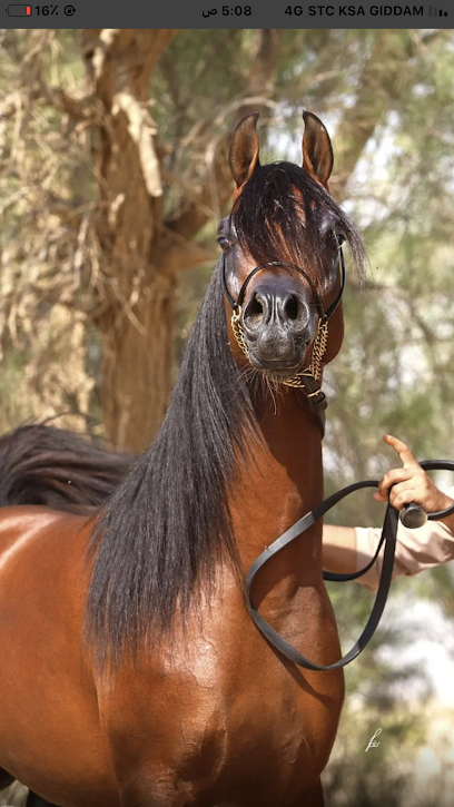مربط الجوناء للخيل العربية الاصيلة - Saudi Arabia|Sakaka 72314|طريق قيال الزراعي .الرواد