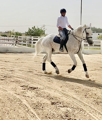 مربط الماسة للخيل العربية الأصيلة Almassah Stud - Safwa - +966 55 646 2060