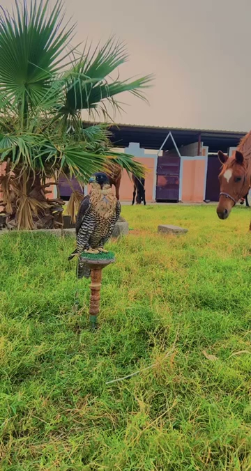 مربط الرزين للخيل العربيه الاصيله - Saudi Arabia|Ar Rass 58822|الشنانة،|RC2F+28W