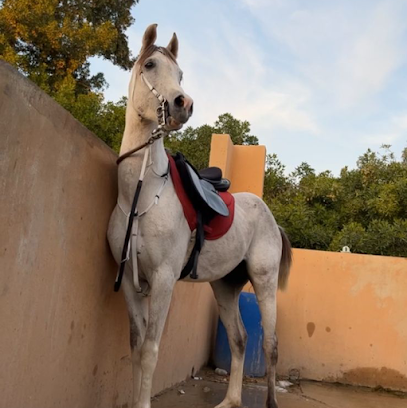اسطبل النايف - Safwa - +966 55 266 9782