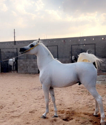 إسطبل ابو دانه - Al Khabra - +966 59 066 6683