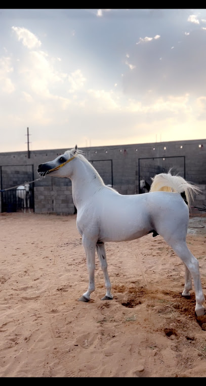 إسطبل ابو دانه - Saudi Arabia|Al Khabra 52711|3J4P+V9