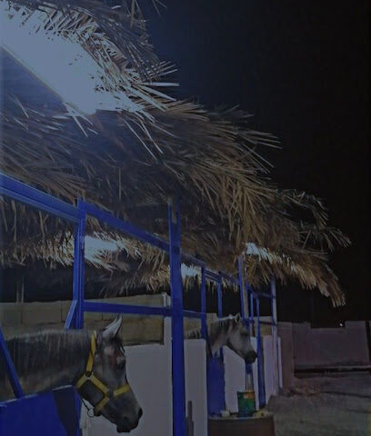مربط عز المغيرات - Jeddah - +966 59 590 8440