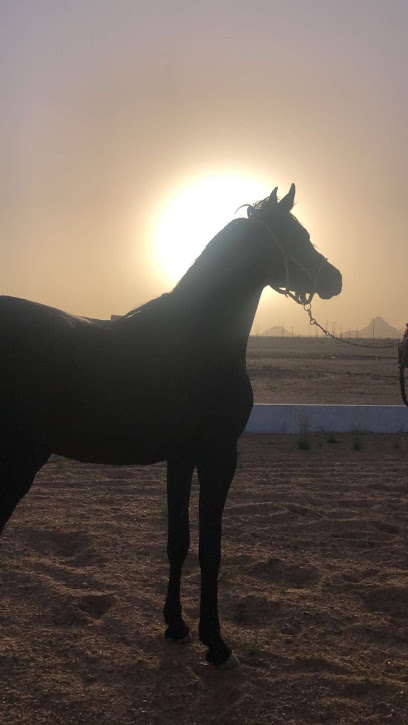 Algannas Stud For Arabian Horsrs - Saudi Arabia|Safwa 32714|Umm As Sahik