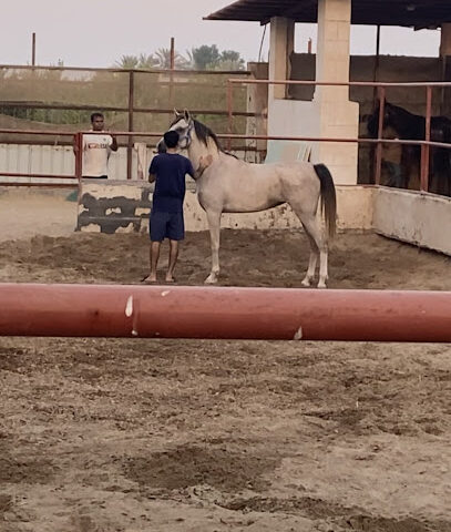 مربط الخاطر للخيل العربية الأصيلة - Safwa - +966 55 852 3897