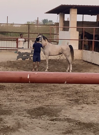 مربط الخاطر للخيل العربية الأصيلة - Saudi Arabia|Safwa 32673|الأوجام،|GWWR+56R