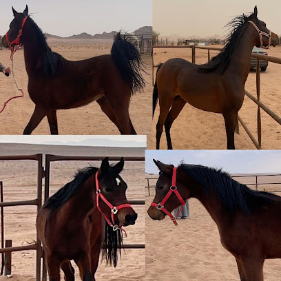 ابل الطحير - Hail - +966 54 749 0999
