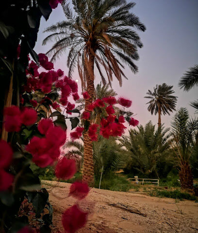 مزرعة أبناء عبدالله بن محمد المقرن رحمه الله(الحزيمية) - Ad Dilam - +966 53 721 8301