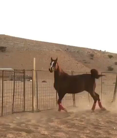 اسطبل النايفات - Najran -