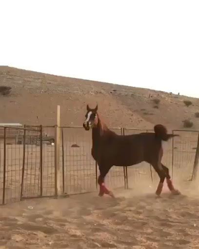 اسطبل النايفات - Saudi Arabia|Najran 66273|Dahdah|G54C+P6V