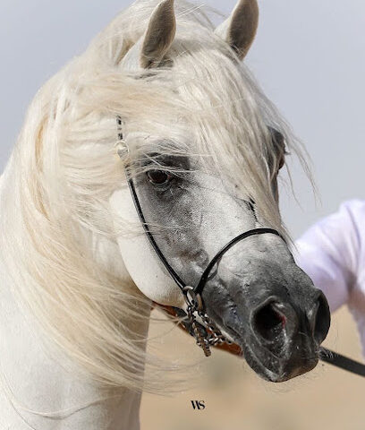 مربط العامر - Taif - +966 56 889 4630