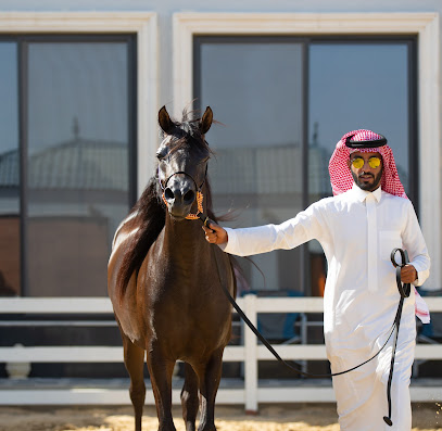 مربط دهيمان للخيل العربية الاصيلة - Dammam - +966 58 274 6361