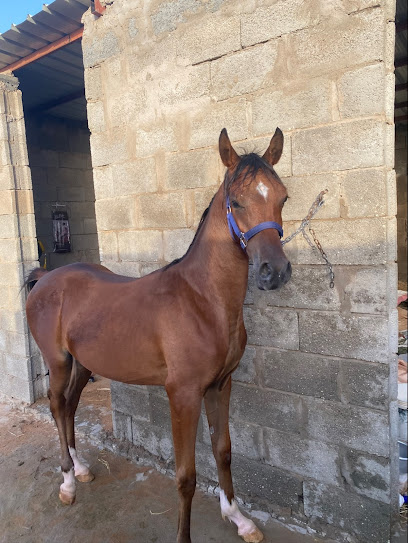 مربط الرفيع للخيل العربية الأصيلة - Saudi Arabia|Riyadh Al Khabra 52711|QFAA5309، 5309|8172 شارع العمار