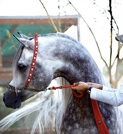 مربط الصابريه - Unayzah - +966 50 368 2060